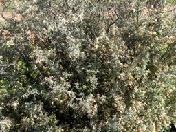 Wiborgia tetraptera bush