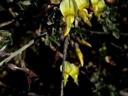 Wiborgia tetraptera flowers