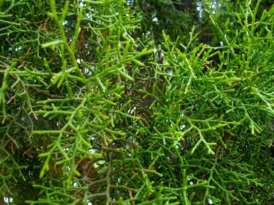 Widdringtonia wallichii 