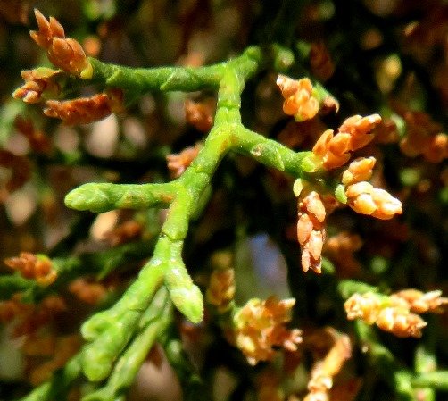Widdringtonia nodiflora male cones