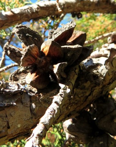 Widdringtonia nodiflora old open female cones