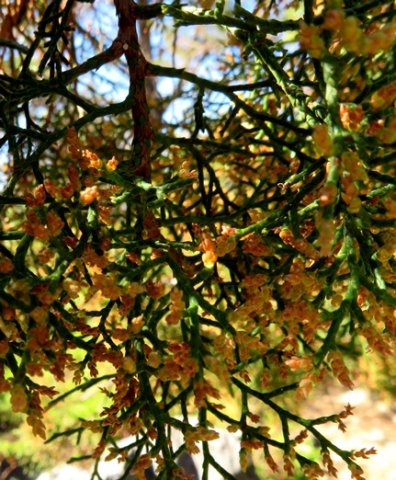 Widdringtonia