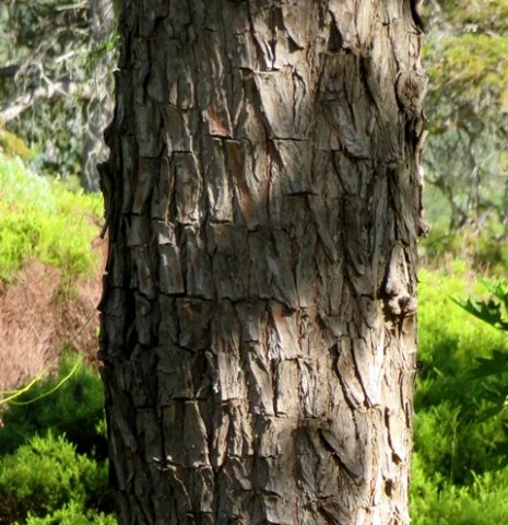 Widdringtonia nodiflora bark rectangles