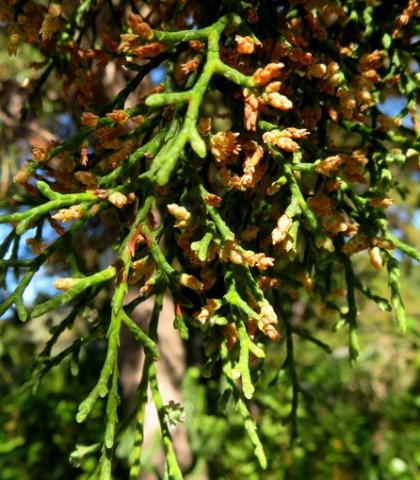 Widdringtonia nodiflora scale-like mature leaves