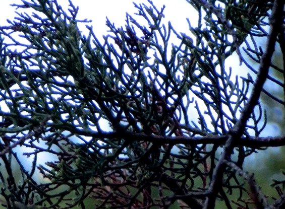 Widdringtonia schwarzii