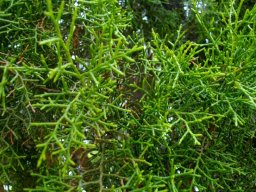 Widdringtonia wallichii 
