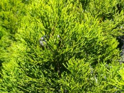 Widdringtonia nodiflora leaves