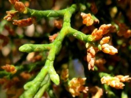 Widdringtonia nodiflora male cones