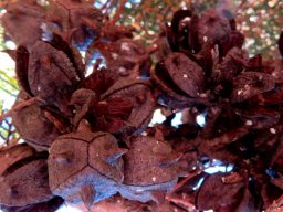 Widdringtonia nodiflora dry female cones