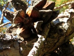 Widdringtonia nodiflora old open female cones