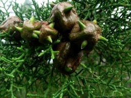Widdringtonia nodiflora young female cones