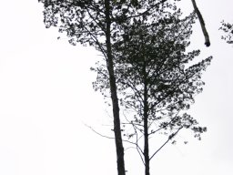 Widdringtonia whytei, a Malawian tree