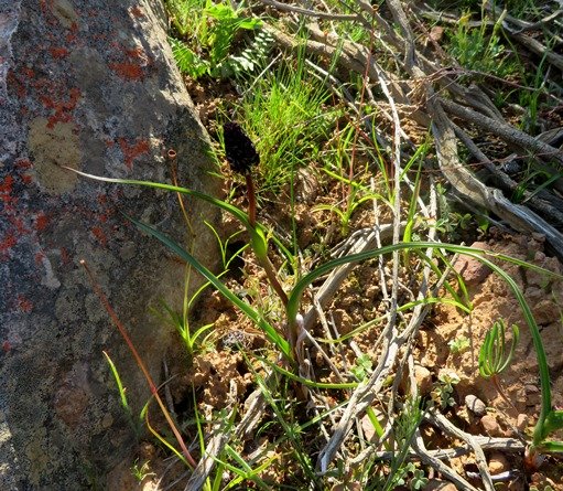 Wurmbea spicata var. spicata