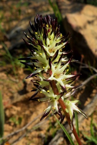 Wurmbea spicata var. spicata inflorescence