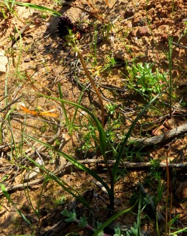 Wurmbea spicata var. spicata leaves