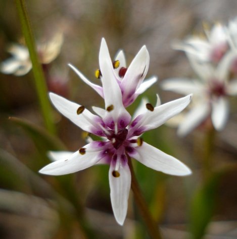 Wurmbea stricta flower