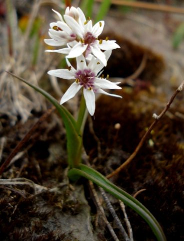 Wurmbea stricta