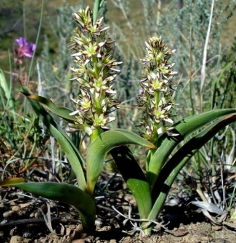 Wurmbea variabilis