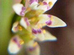 Wurmbea elatior flower
