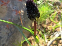 Wurmbea spicata var. spicata dark bud cluster