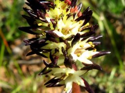 Wurmbea spicata var. spicata showing different anther colours