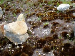 Wurmbea stricta forms large stands