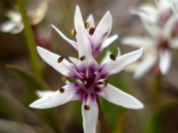 Wurmbea stricta flower