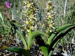 Wurmbea variabilis