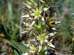 Wurmbea variabilis flowers