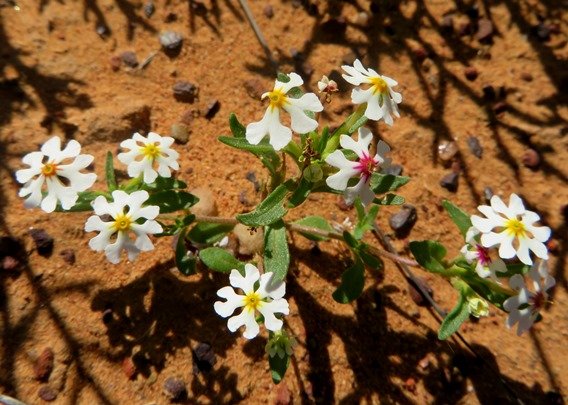 Zaluzianskya affinis branched
