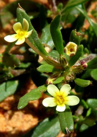Zaluzianskya benthamiana ribbed calyces