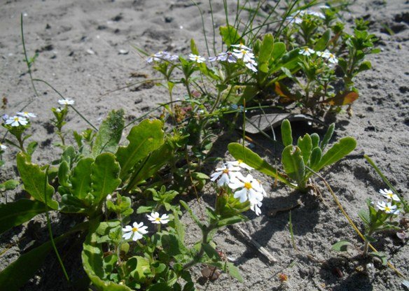 Zaluzianskya capensis at Vermont