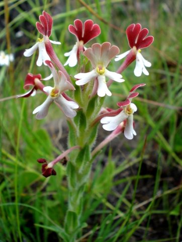 Zaluzianskya microsiphon short flower spike
