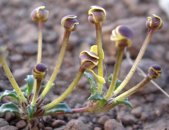 Zaluzianskya rubrostellata
