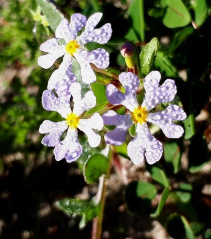 Zaluzianskya villosa 