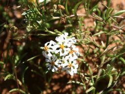 Zaluzianskya affinis