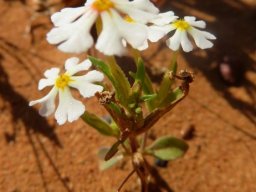 Zaluzianskya affinis long flower tubes