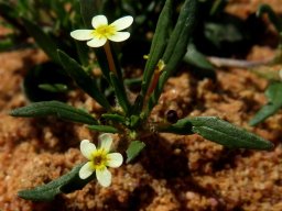 Zaluzianskya benthamiana flowers
