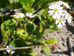 Zaluzianskya capensis
