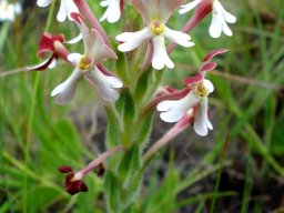Zaluzianskya microsiphon short flower spike