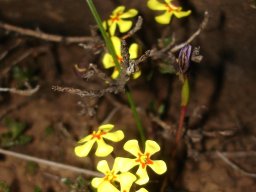 Zaluzianskya rubrostellata open flowers at night