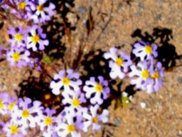 Zaluzianskya violacea flowers