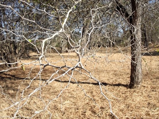 Ziziphus mucronata subsp. mucronata leafless