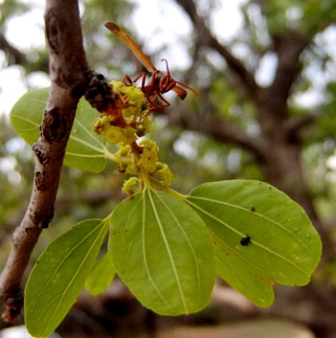 Ziziphus mucronata subsp. mucronata offering lunch