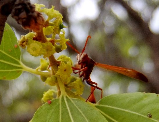 Ziziphus mucronata subsp. mucronata and wasp