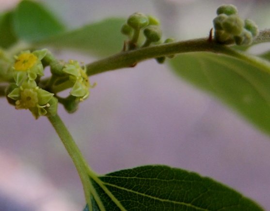 Ziziphus mucronata subsp. mucronata flowers