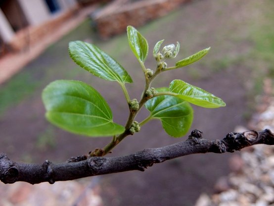 Ziziphus mucronata subsp. mucronata stem tip