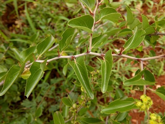 Ziziphus mucronata subsp. mucronata colourful spines
