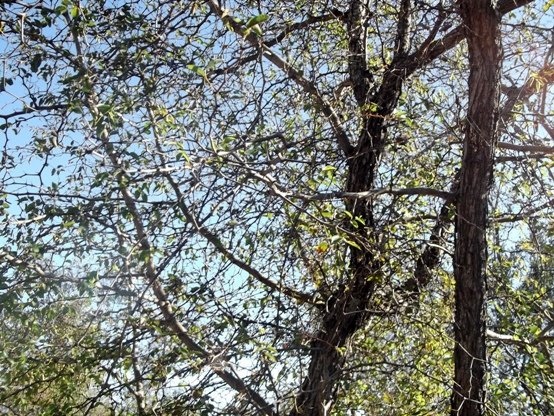 Ziziphus mucronata subsp. mucronata
