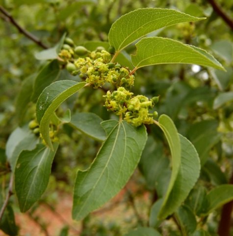 Ziziphus mucronata subsp. mucronata flowers into fruits